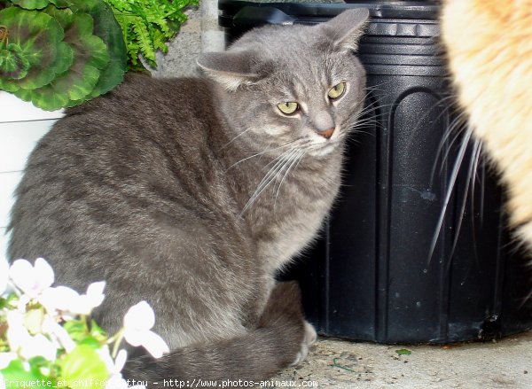 Photo de Chat domestique