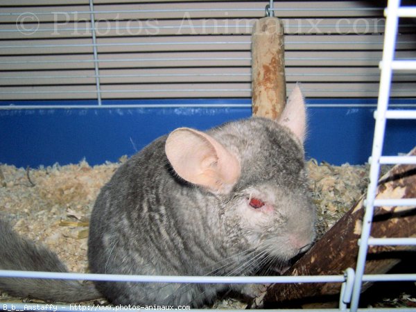 Photo de Chinchilla