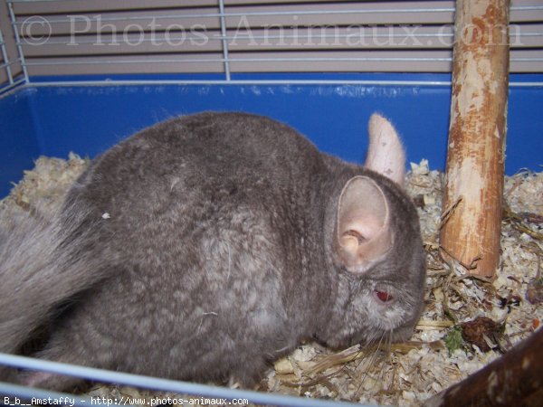 Photo de Chinchilla