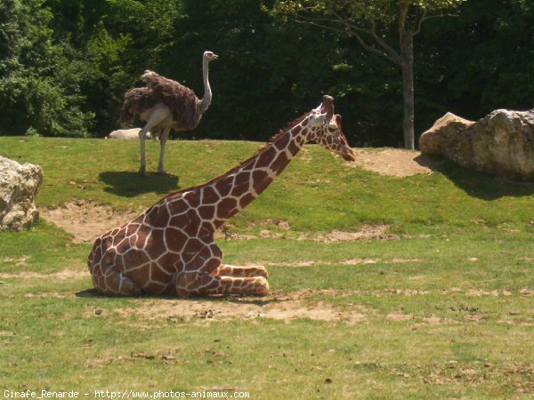 Photo de Girafe