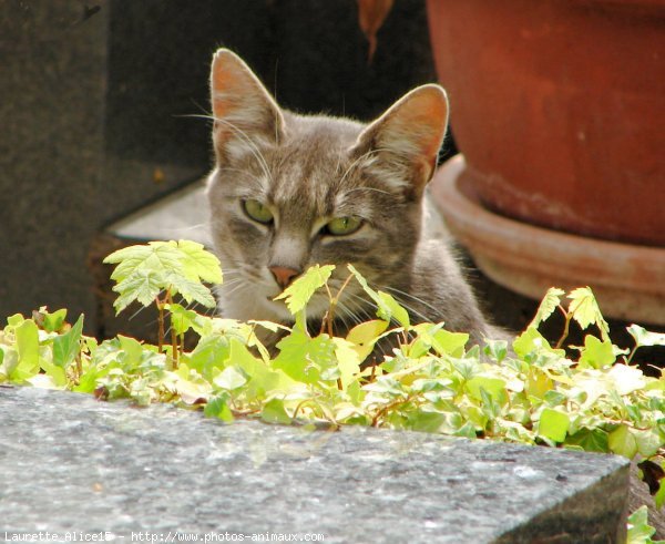 Photo de Chat domestique