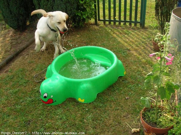 Photo de Labrador retriever