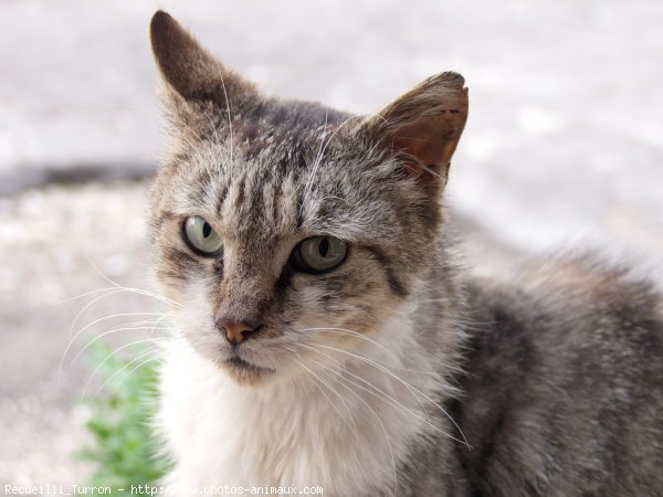 Photo de Chat domestique