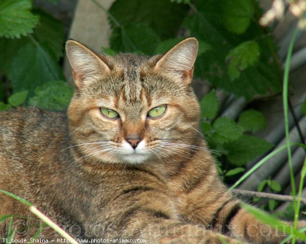 Photo de Chat domestique