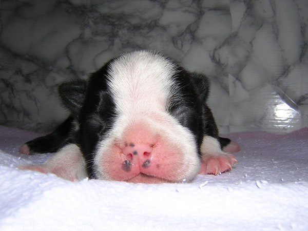 Photo de Boston terrier