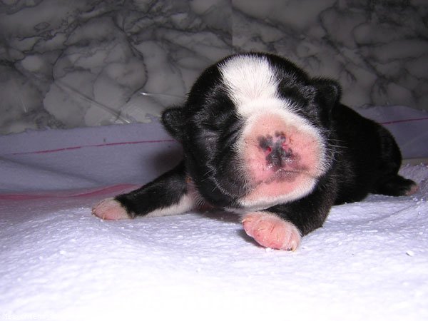 Photo de Boston terrier