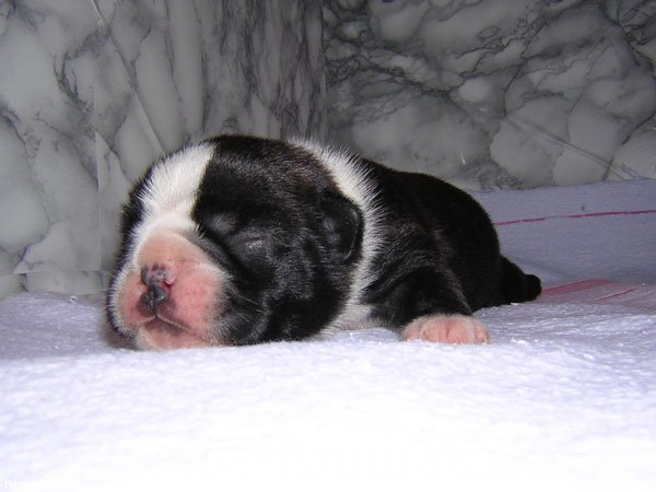 Photo de Boston terrier