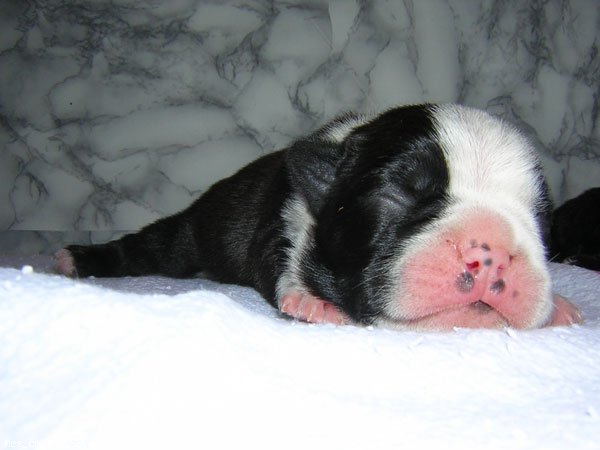 Photo de Boston terrier