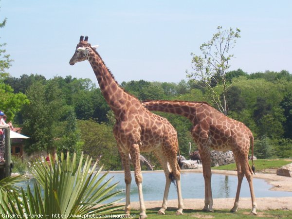 Photo de Girafe