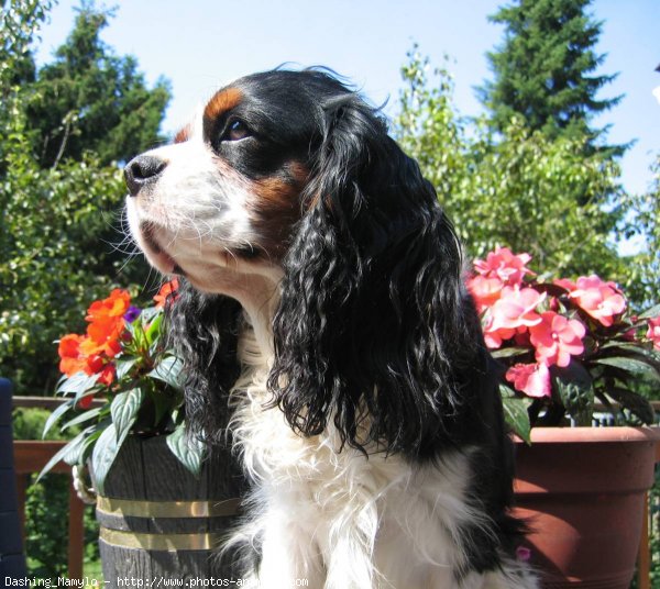 Photo de Cavalier king charles spaniel