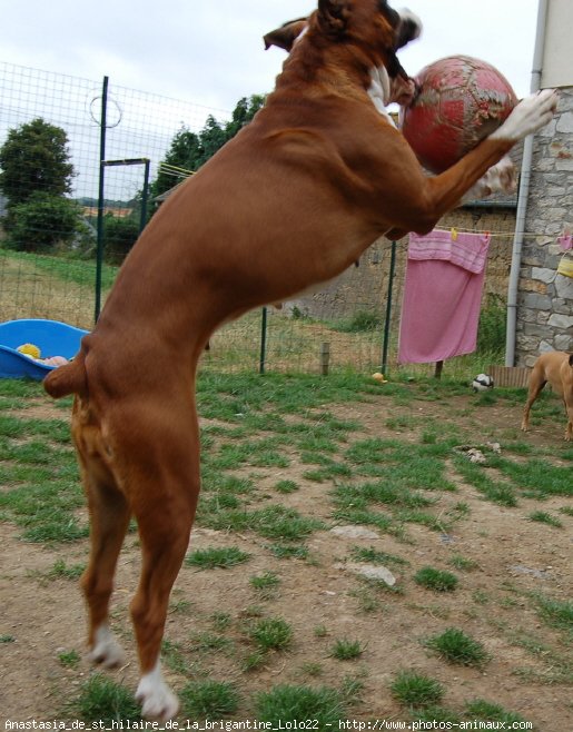 Photo de Boxer