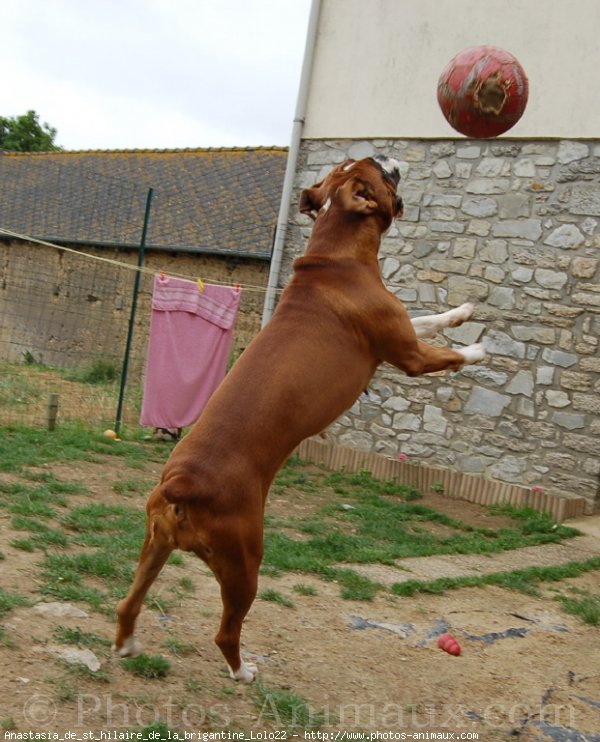 Photo de Boxer