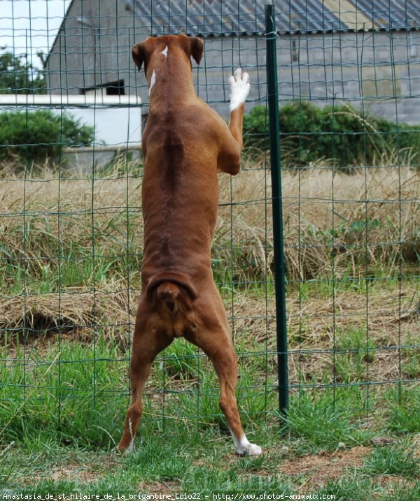 Photo de Boxer