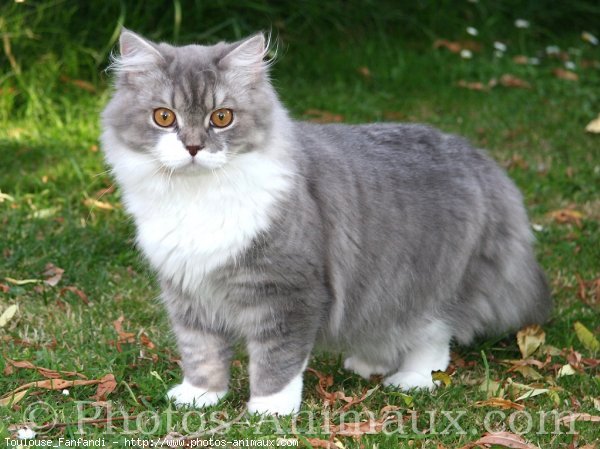 Photo de British longhair