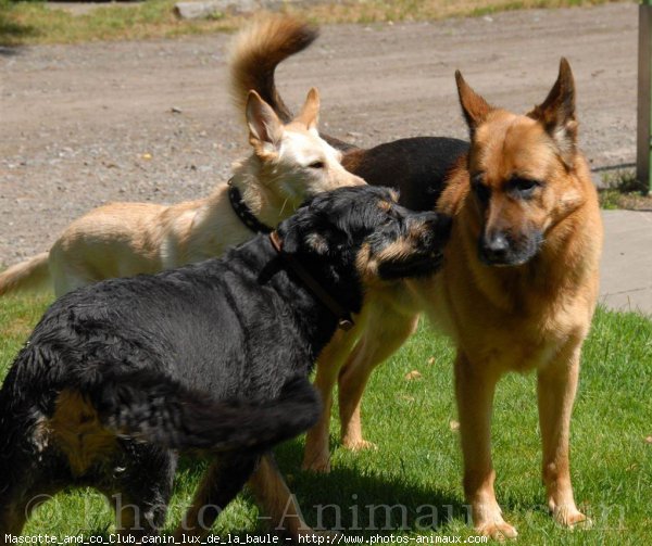 Photo de Races diffrentes