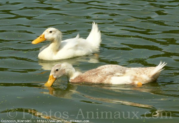 Photo de Canard