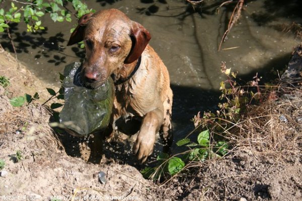 Photo de Labrador retriever