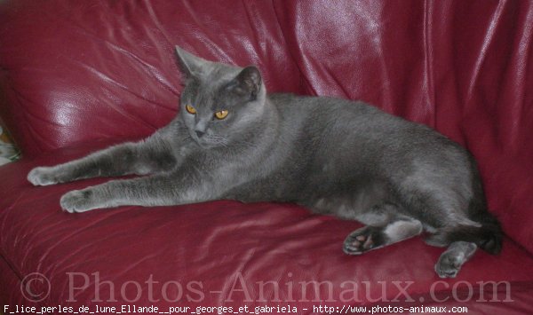 Photo de Chartreux