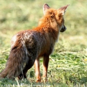 Photo de Renard