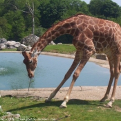 Photo de Girafe