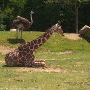 Photo de Girafe