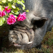 Photo de Cochon