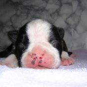 Photo de Boston terrier