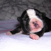 Photo de Boston terrier