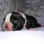 Photo de Boston terrier