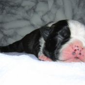 Photo de Boston terrier