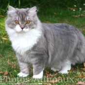 Photo de British longhair