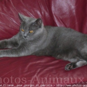 Photo de Chartreux