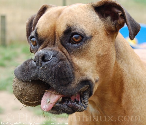 Photo de Boxer