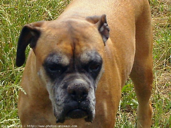 Photo de Boxer