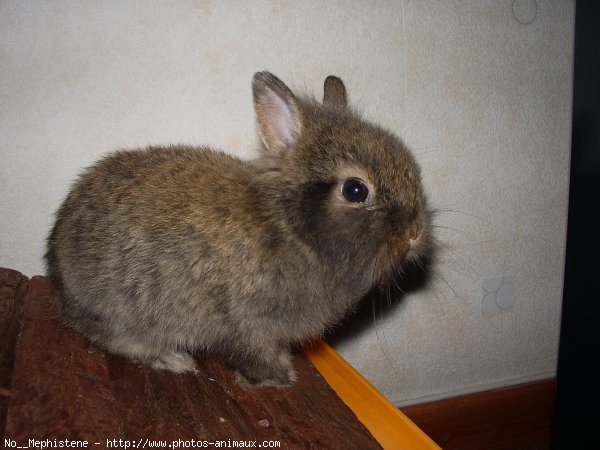 Photo de Lapin