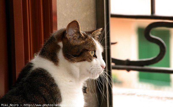 Photo de Chat domestique