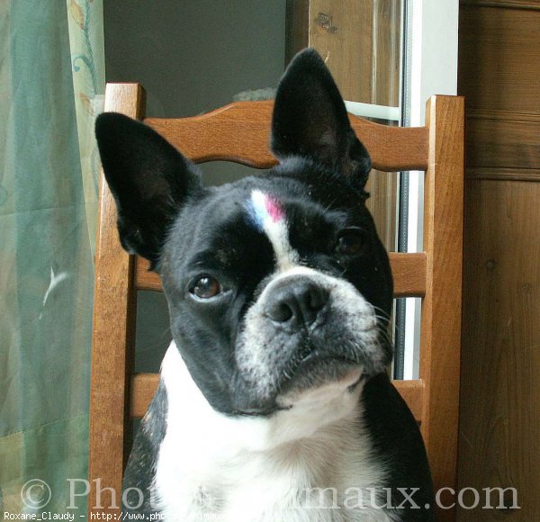 Photo de Boston terrier