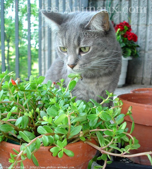 Photo de Chat domestique