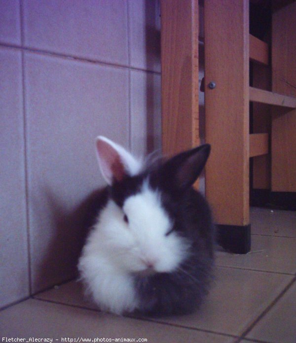 Photo de Lapin