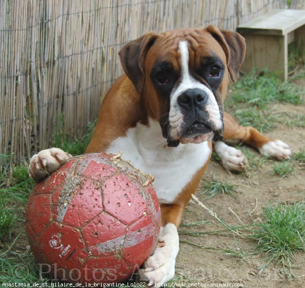 Photo de Boxer