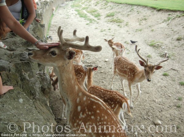 Photo de Biche