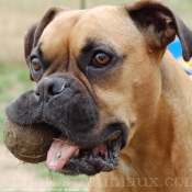 Photo de Boxer