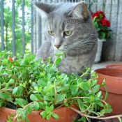 Photo de Chat domestique