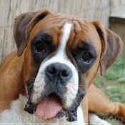 Photo de Boxer