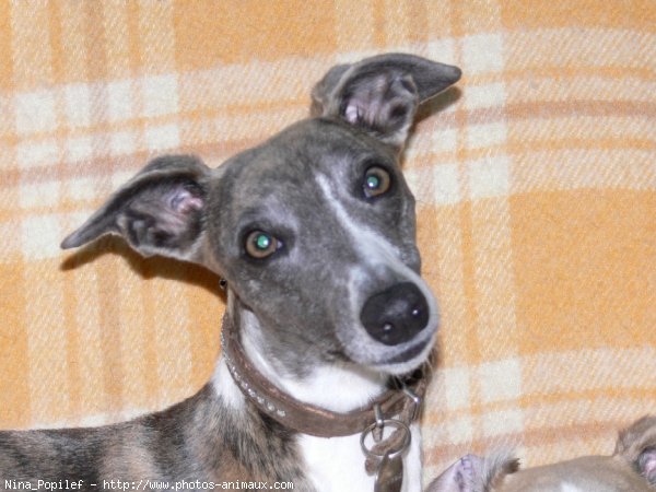 Photo de Whippet