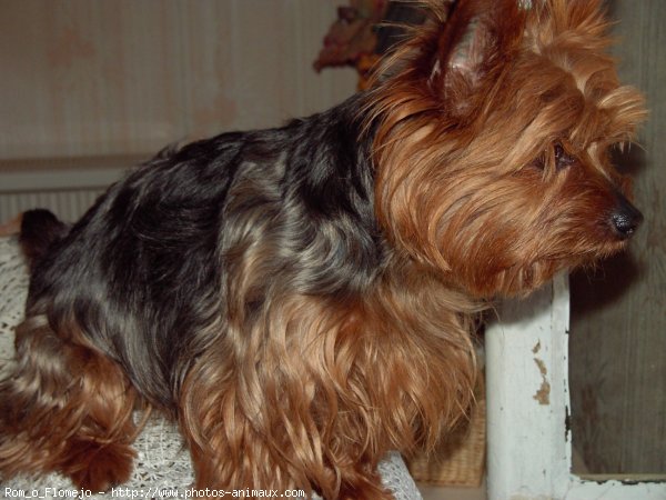 Photo de Yorkshire terrier