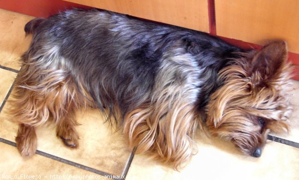 Photo de Yorkshire terrier