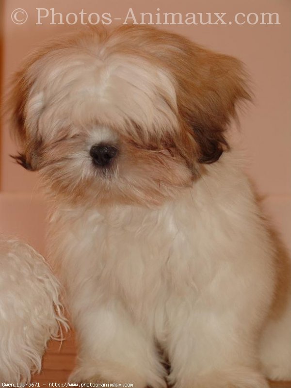 Photo de Shih tzu