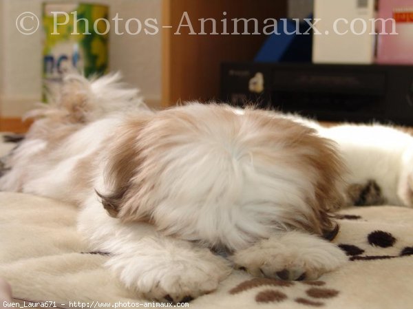 Photo de Shih tzu