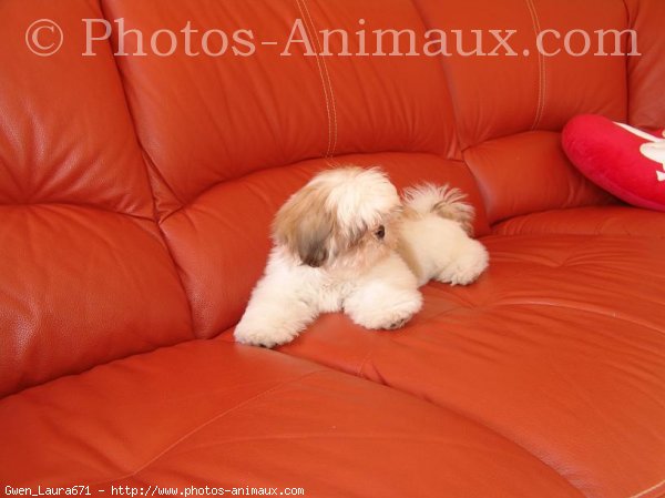 Photo de Shih tzu